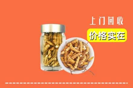 商丘市柘城回收散虫草